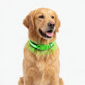 LumiDog - Laddningsbart Hundhalsband Med Led Ljus